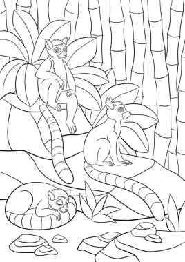 Boyama sayfaları. Üç küçük şirin Lemurlar.