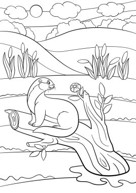 Boyama sayfaları. Küçük şirin su samuru ağaç dalı üzerinde oturur.