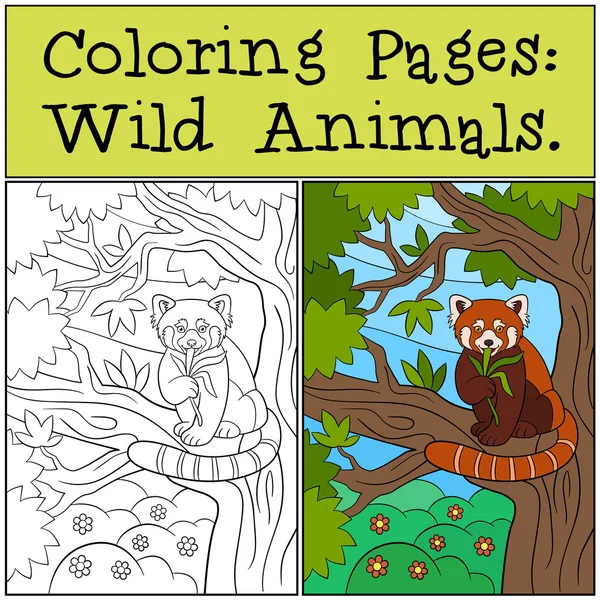 Страницы раскраски: Дикие животные. Маленькая красная панда ест листья . — стоковый вектор