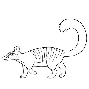 Boyama sayfaları. Küçük şirin numbat yürür.