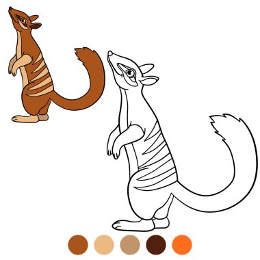 Boyama sayfası. Küçük şirin numbat standları.