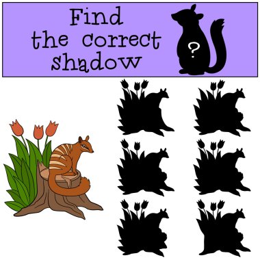 Eğitici bir oyun: doğru gölge bulmak. Küçük şirin numbat.