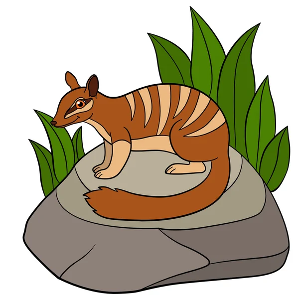 Cartoon animals. Little cute numbat sits on the stone. — Stock Vector