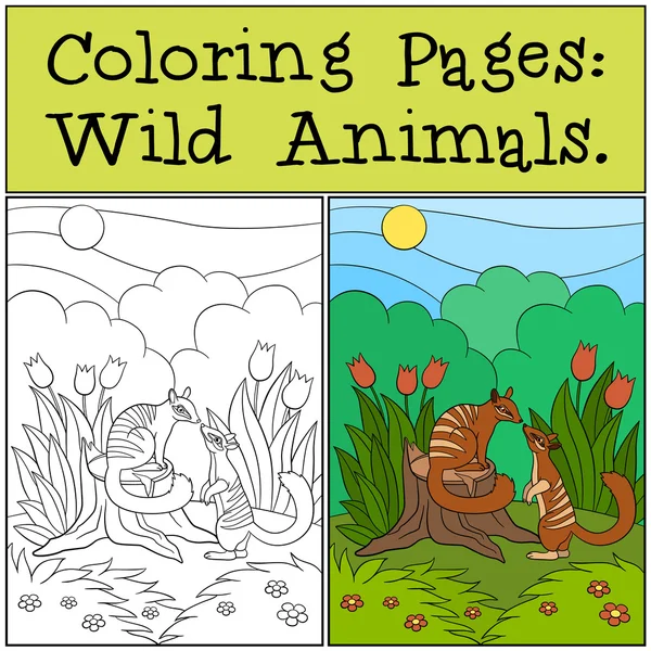 Coloring Pages: Wild Animals. Two little cute numbats. — Stockový vektor