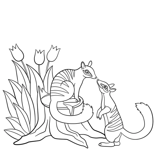 Coloring pages. Two little cute numbats look at each other. — Stock Vector