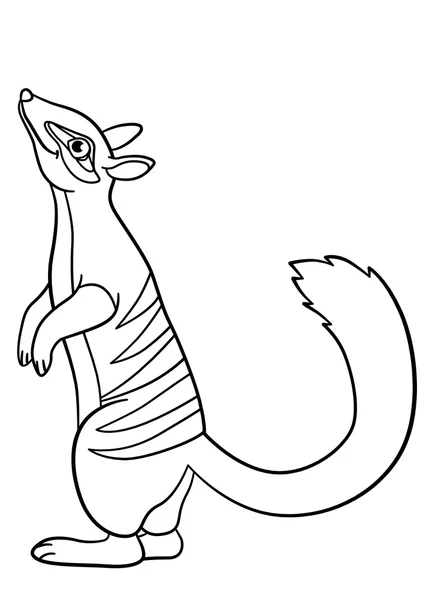 Coloring pages. Little cute numbat stands. — Stock vektor