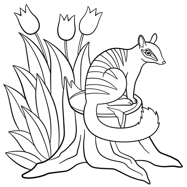 Coloring pages. Little cute numbat sits on the stump. — Stock Vector