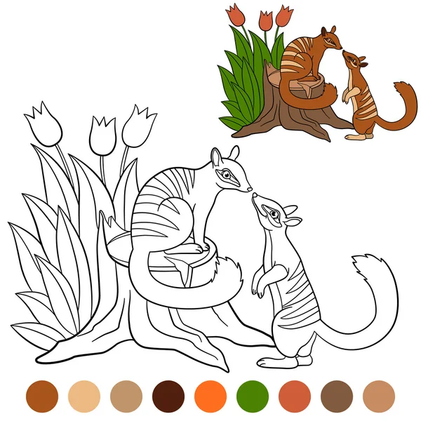 Coloring page. Two little cute numbats look at each other. — ストックベクタ