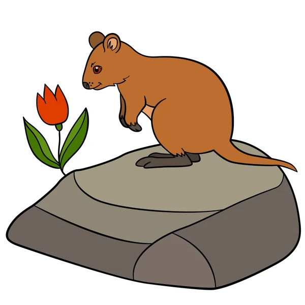 Animaux de dessins animés. Petit quokka mignon se tient sur la pierre . — Image vectorielle