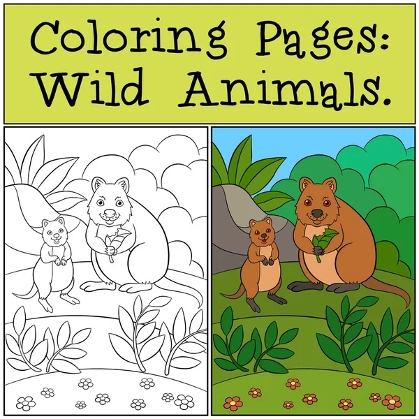 Coloring Pages: Wild Animals. Mother quokka with baby. — Stockový vektor