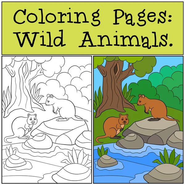 Dibujos para colorear: Animales salvajes. Dos quokkas en el bosque . — Vector de stock