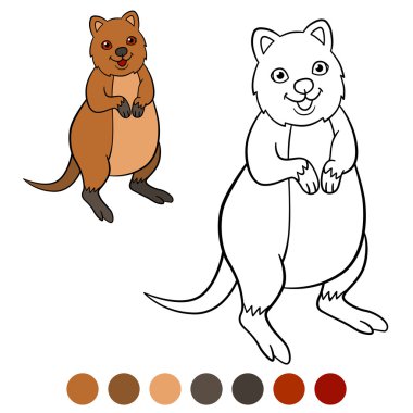 Color Me: quokka. Küçük şirin quokka gülümsüyor.