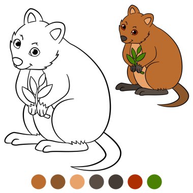 Color Me: quokka. Üretim tesisi ile küçük şirin quokka.