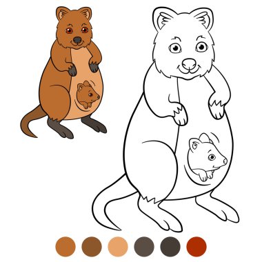 Color Me: quokka. Onun küçük şirin bebek ile anne quokka.