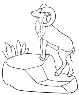 Boyama sayfaları. Sevimli güzel urial kayanın üzerinde duruyor.