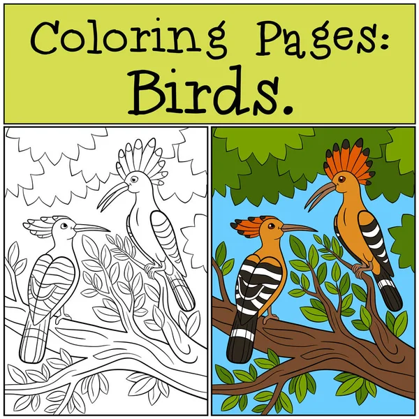 Dibujos para colorear: Aves. dos lindo hermosa hoopoes sonrisa . — Vector de stock
