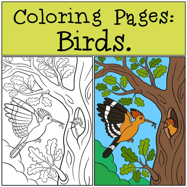 Dibujos para colorear: Aves. Madre hoopoe alimenta a su bebé . — Archivo Imágenes Vectoriales