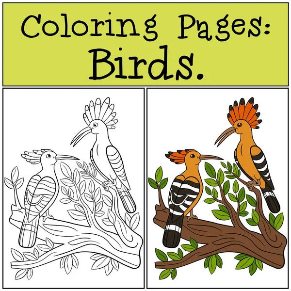 Dibujos para colorear: Aves. dos lindo hermosa hoopoes . — Vector de stock