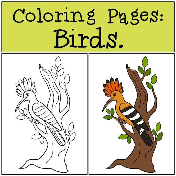 Dibujos para colorear: Aves. Linda hermosa abubilla en la rama del árbol . — Vector de stock