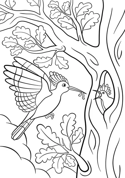 Páginas para colorear. Madre hoopoe alimenta a su pequeño bebé lindo . — Vector de stock