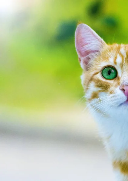 Üzgün zencefil yavru kedi. Portre.