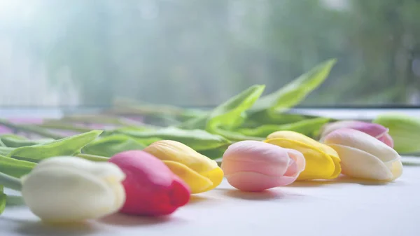Lale masada, bir grup. Hediye. Sabah.
