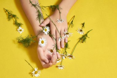 Sarı arka planda güzel Daisy çiçekleri olan bir kızın elleri..