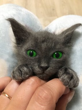 Gri, küçük bir kedi yavrusu dizlerinin üzerinde yatıyor.