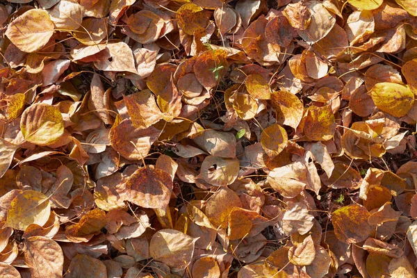 Autumn, dry leaves, design, background, dry leaves texture