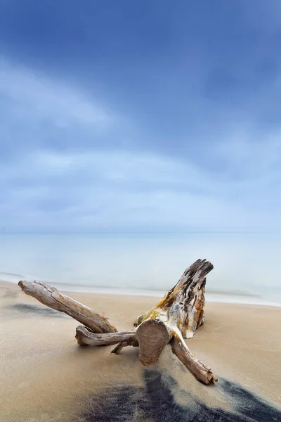 Old log in the water — Stock Photo, Image