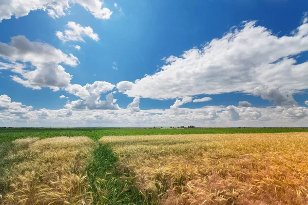 Foto pšeničné pole — Stock fotografie