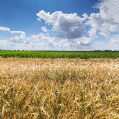 Fotoğraf buğday alanı 
