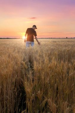 Buğday tarlasında bir adam