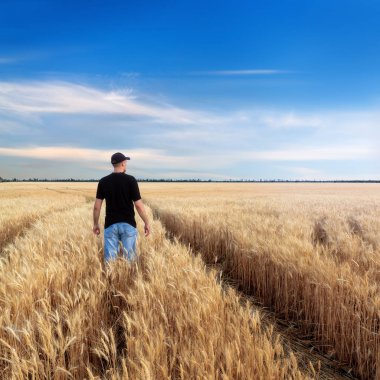 Buğday tarlasında bir adam 