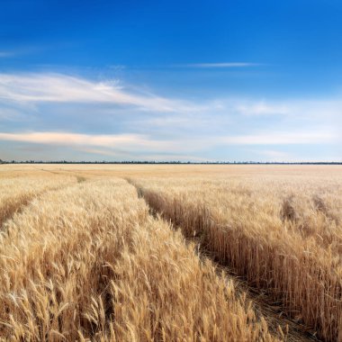 Fotoğraf buğday alanı 