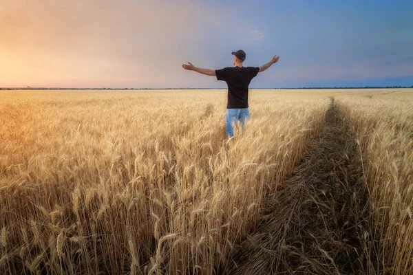 Buğday tarlasında bir adam