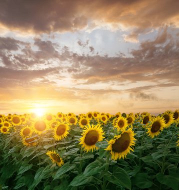 Çiçek açan ayçiçeği 