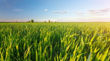 genç yükselen alan