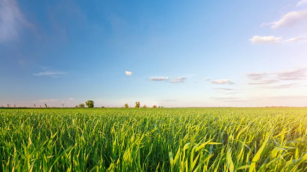 genç yükselen alan 