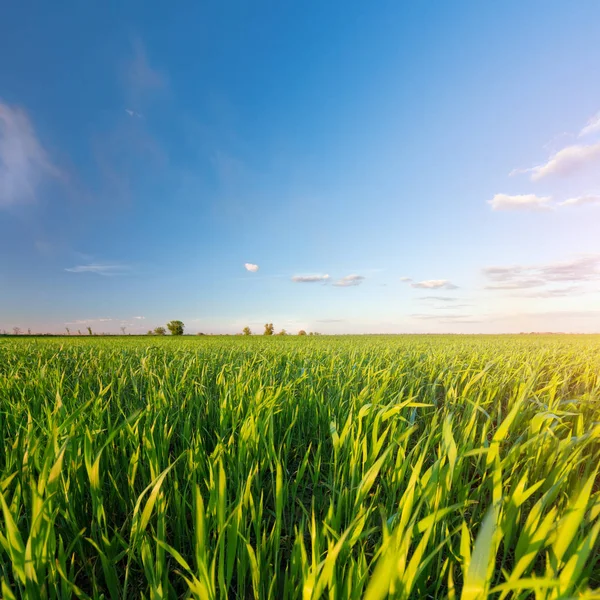 Campo in ascesa giovane — Foto Stock