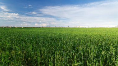 Genç buğday alanı 