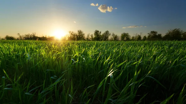 Pôr-do-sol do campo de trigo verde — Fotografia de Stock