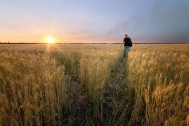 buğday alan günbatımı erkekte 