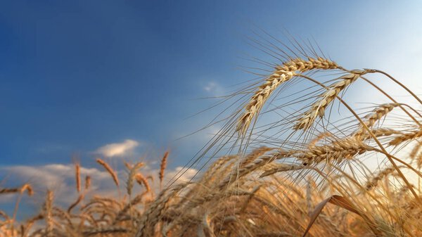ear of wheat close seup
