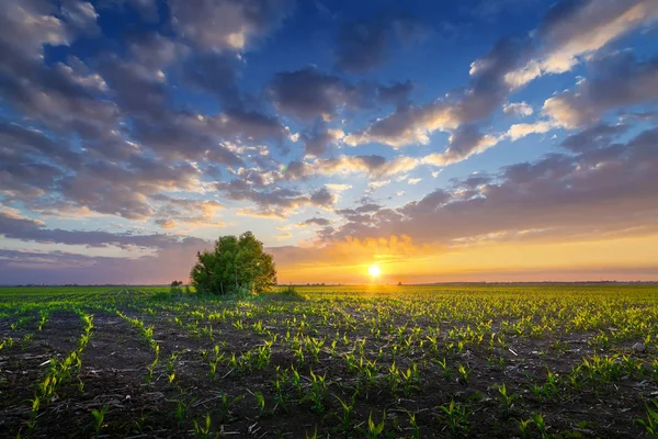 Árbol solitario en la puesta del sol — Foto de Stock