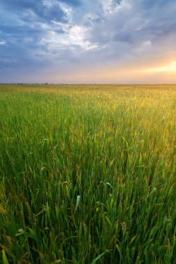 bulutlu gökyüzü gündoğumu buğday alan 