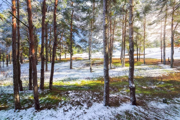 Winter forest pijnbomen sneeuw — Stockfoto