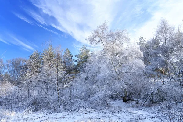Alberi forestali invernali nella neve — Foto Stock