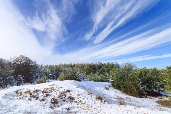 Invierno bosque pinos nieve natural — Foto de Stock