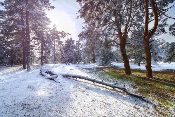 Winter forest pine — Stockfoto